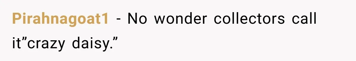 She Secretly Replaced Her Mom’s Plates for 15 Years, and the Final Reveal Is Petty Perfection Pirahnagoat1 − No wonder collectors call it”crazy daisy.”