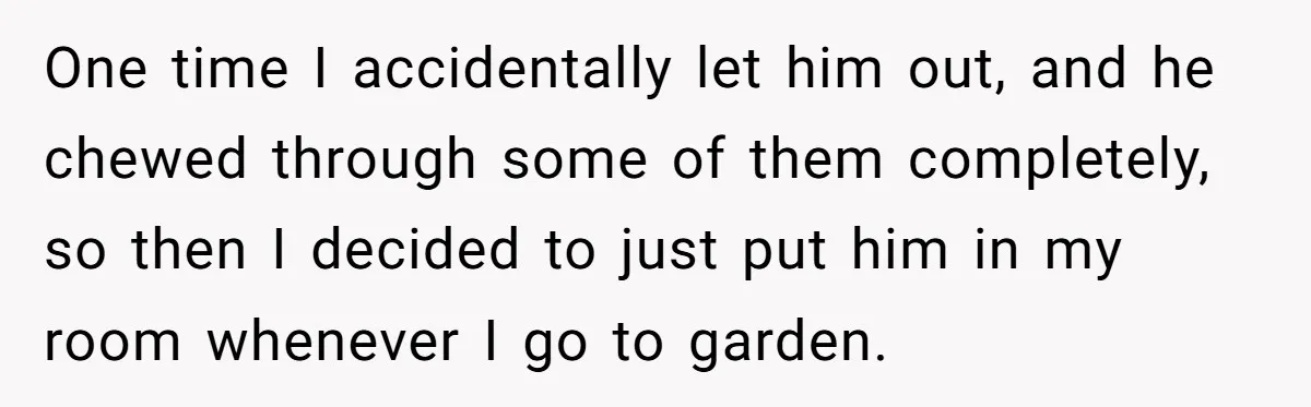 She Gave Her Sister One Rule to Stay - Protect the Cat. After Breaking It Three Times, She Kicked Them Out One time I accidentally let him out, and he chewed through some of them completely, so then I decided to just put him in my room whenever I go to...