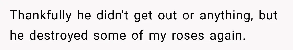 She Gave Her Sister One Rule to Stay - Protect the Cat. After Breaking It Three Times, She Kicked Them Out Thankfully he didn't get out or anything, but he destroyed some of my roses again.