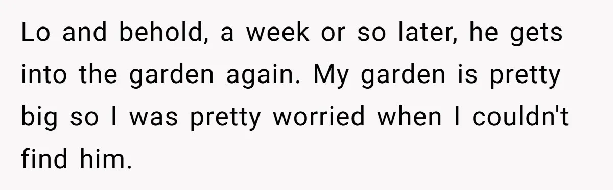 She Gave Her Sister One Rule to Stay - Protect the Cat. After Breaking It Three Times, She Kicked Them Out Lo and behold, a week or so later, he gets into the garden again. My garden is pretty big so I was pretty worried when I couldn't find him.