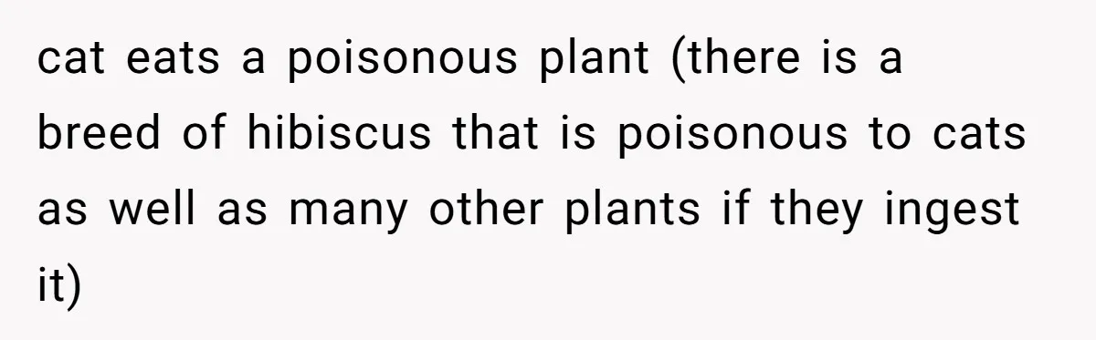 She Gave Her Sister One Rule to Stay - Protect the Cat. After Breaking It Three Times, She Kicked Them Out cat eats a poisonous plant (there is a breed of hibiscus that is poisonous to cats as well as many other plants if they ingest it)