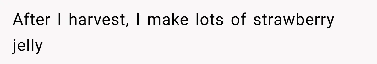 After I harvest, I make lots of strawberry jelly