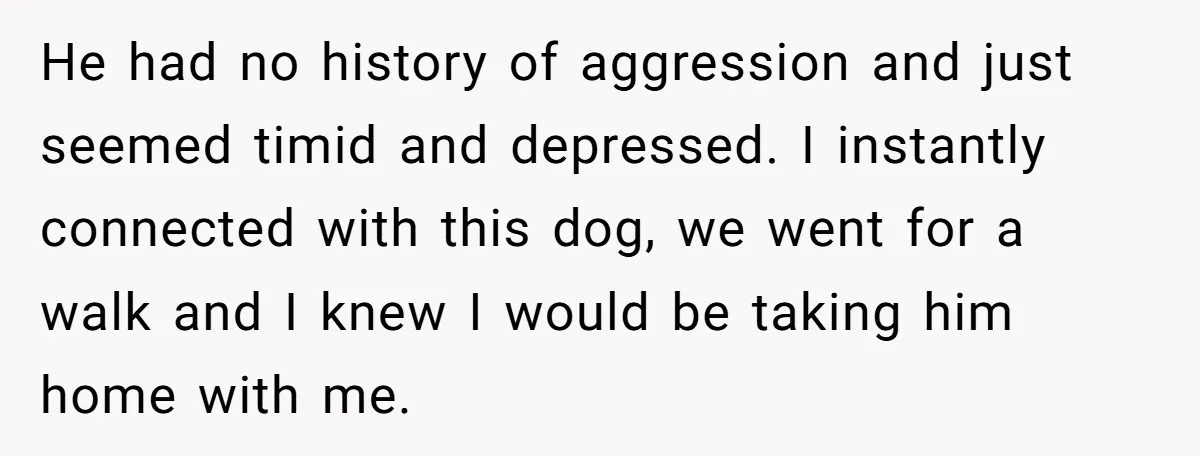 He had no history of aggression and just seemed timid and depressed. I instantly connected with this dog, we went for a walk and I knew I would be taking...