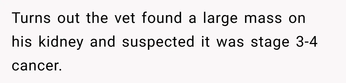 Turns out the vet found a large mass on his kidney and suspected it was stage 3-4 cancer.