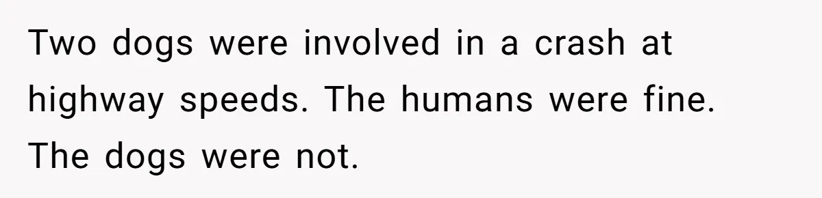 Two dogs were involved in a crash at highway speeds. The humans were fine. The dogs were not.