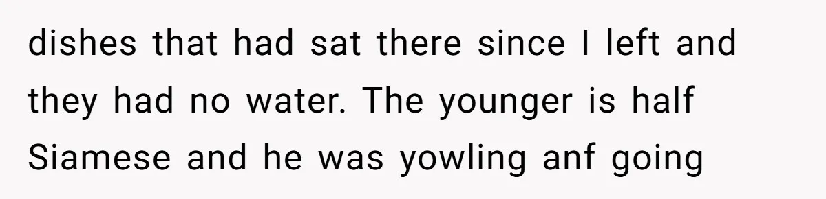 dishes that had sat there since I left and they had no water. The younger is half Siamese and he was yowling anf going