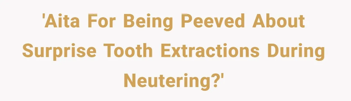 Dog Owner Upset After Vet Removes Puppy’s Teeth During Neutering Without Consent 'AITA for being peeved about surprise tooth extractions during neutering?'