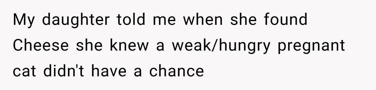 My daughter told me when she found Cheese she knew a weak/hungry pregnant cat didn't have a chance