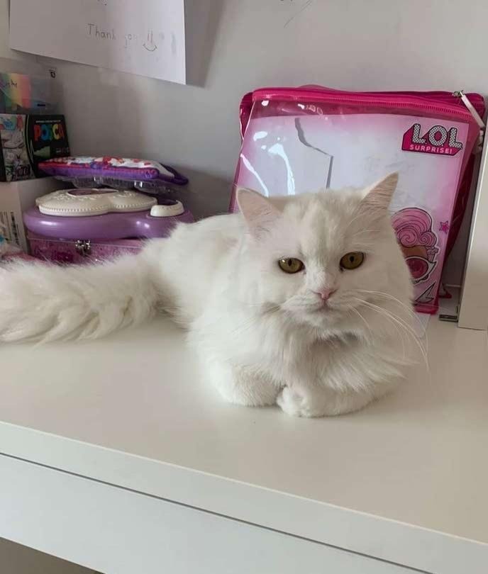 Woman Blew Up At Her Fiancé After He Got Her Daughter’s Cat Out Of The House