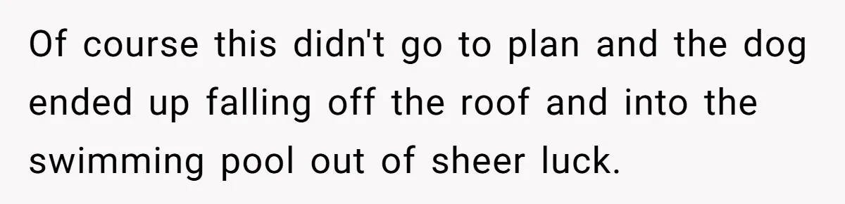 Of course this didn't go to plan and the dog ended up falling off the roof and into the swimming pool out of sheer luck.