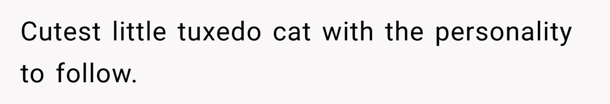 Woman Refuses To Let Parents Babysit Grandkids After They Disregard Her Wishes And Kill Her Cat Cutest little tuxedo cat with the personality to follow.