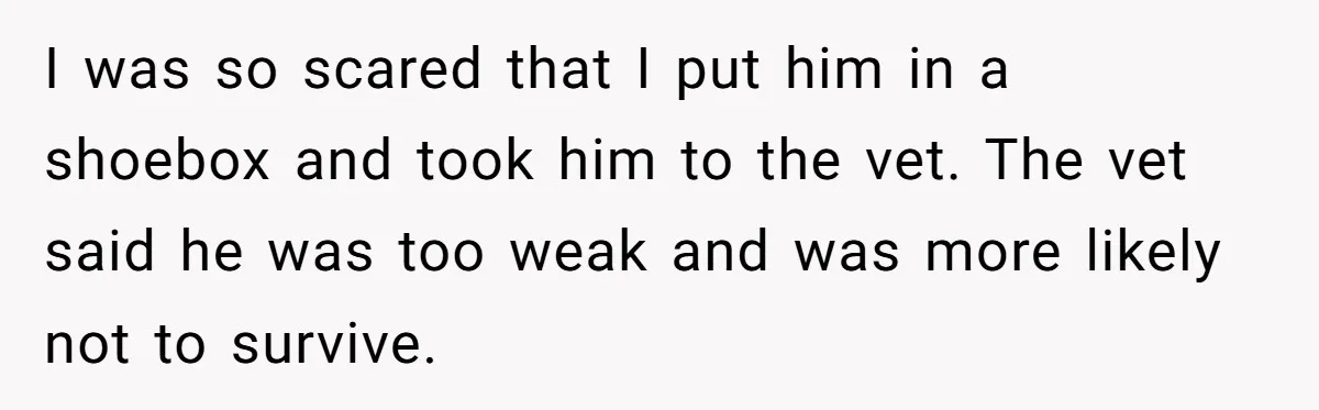 I was so scared that I put him in a shoebox and took him to the vet. The vet said he was too weak and was more likely not to...