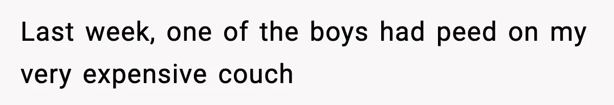 Last week, one of the boys had peed on my very expensive couch