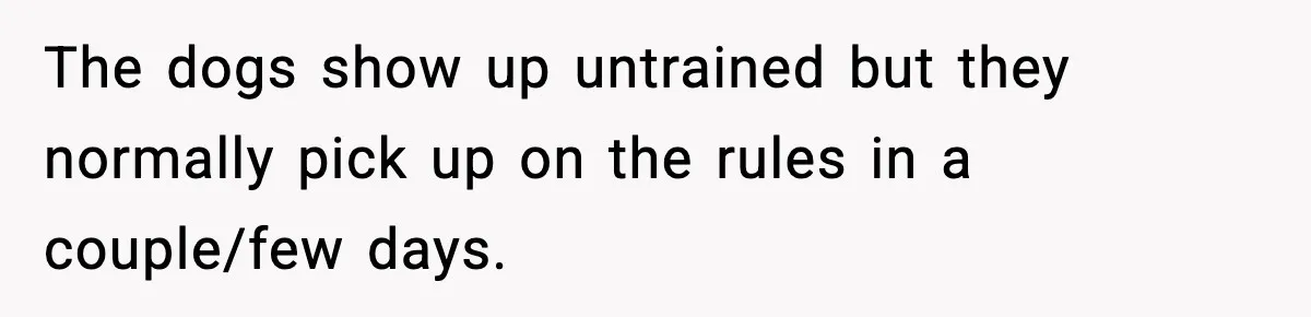 The dogs show up untrained but they normally pick up on the rules in a couple/few days.
