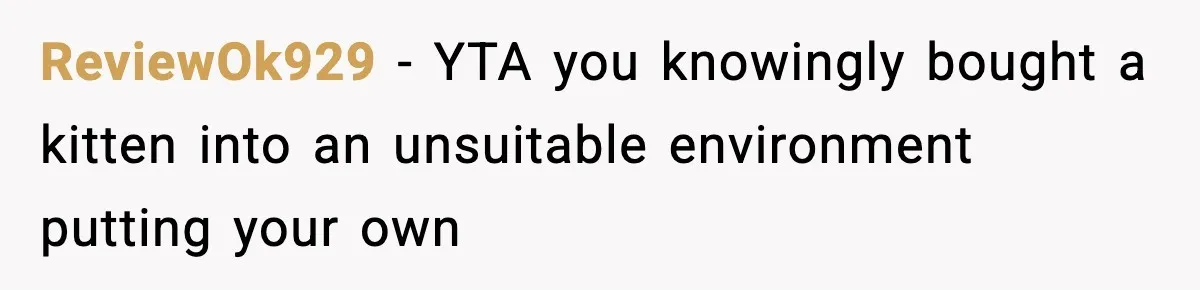 ReviewOk929 − YTA you knowingly bought a kitten into an unsuitable environment putting your own