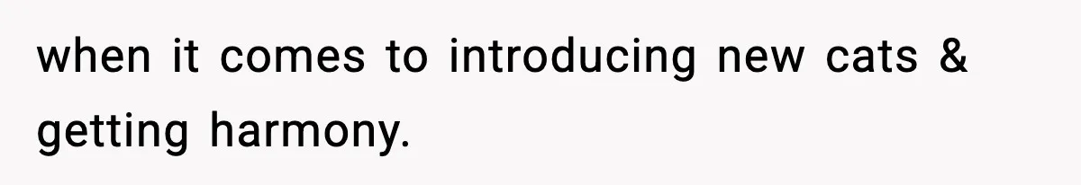 when it comes to introducing new cats & getting harmony.