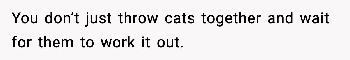 You don’t just throw cats together and wait for them to work it out.