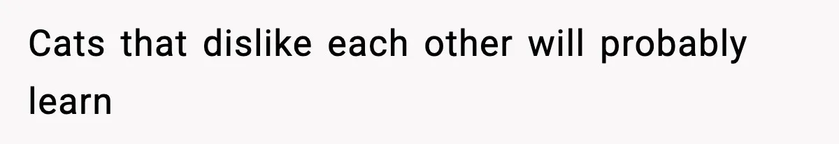 Cats that dislike each other will probably learn