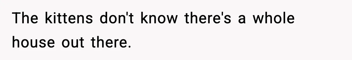 The kittens don't know there's a whole house out there.
