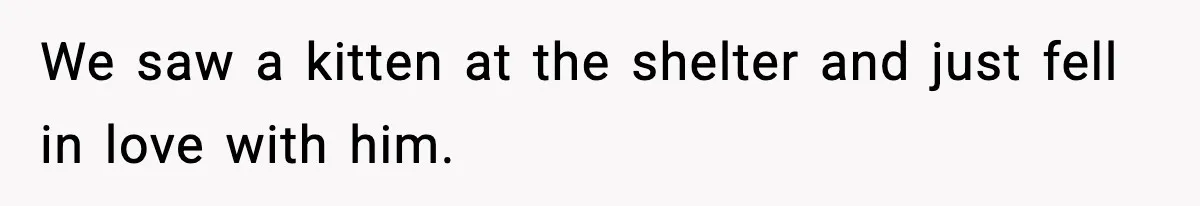 We saw a kitten at the shelter and just fell in love with him.