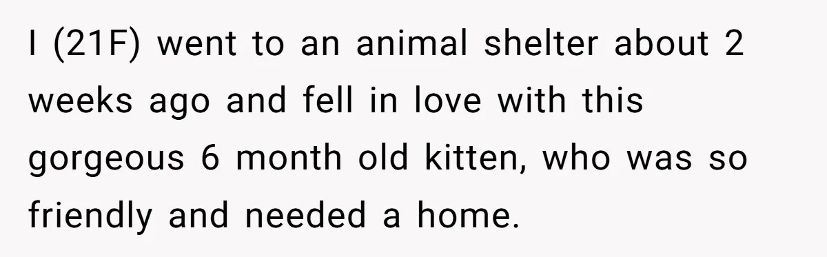 I (21F) went to an animal shelter about 2 weeks ago and fell in love with this gorgeous 6 month old kitten, who was so friendly and needed a home.
