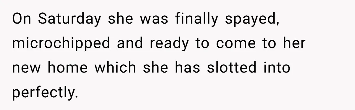 On Saturday she was finally spayed, microchipped and ready to come to her new home which she has slotted into perfectly.