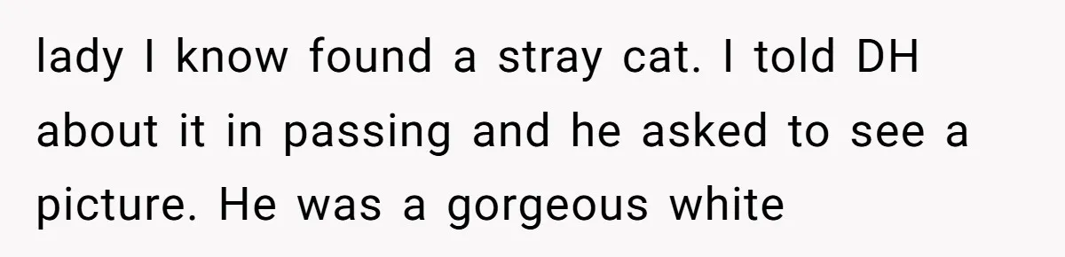 lady I know found a stray cat. I told DH about it in passing and he asked to see a picture. He was a gorgeous white