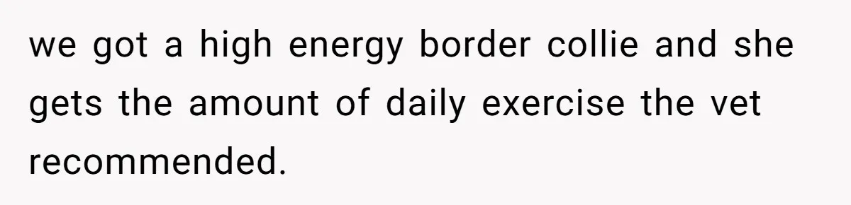 we got a high energy border collie and she gets the amount of daily exercise the vet recommended.