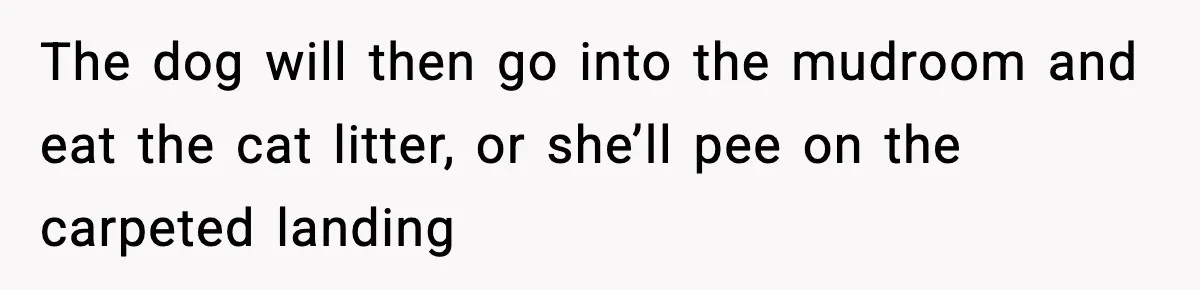 The dog will then go into the mudroom and eat the cat litter, or she’ll pee on the carpeted landing