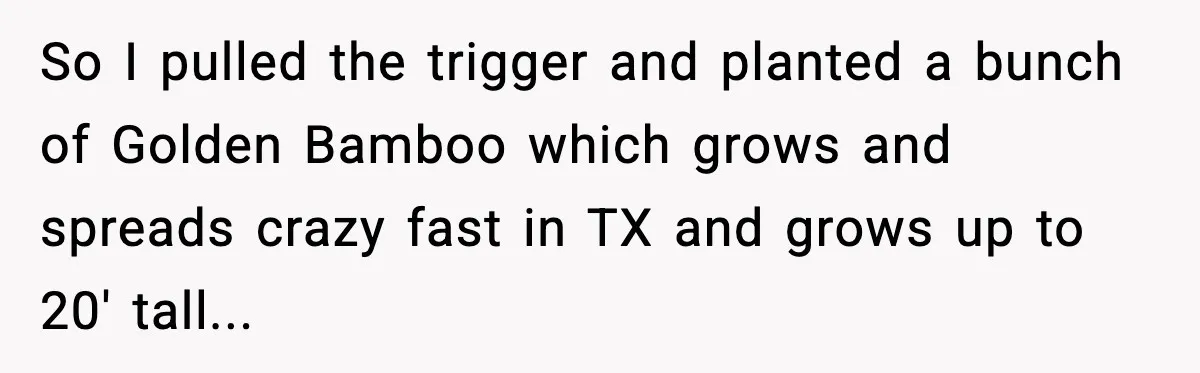 So I pulled the trigger and planted a bunch of Golden Bamboo which grows and spreads crazy fast in TX and grows up to 20' tall...