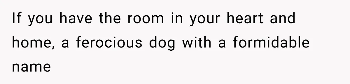 If you have the room in your heart and home, a ferocious dog with a formidable name