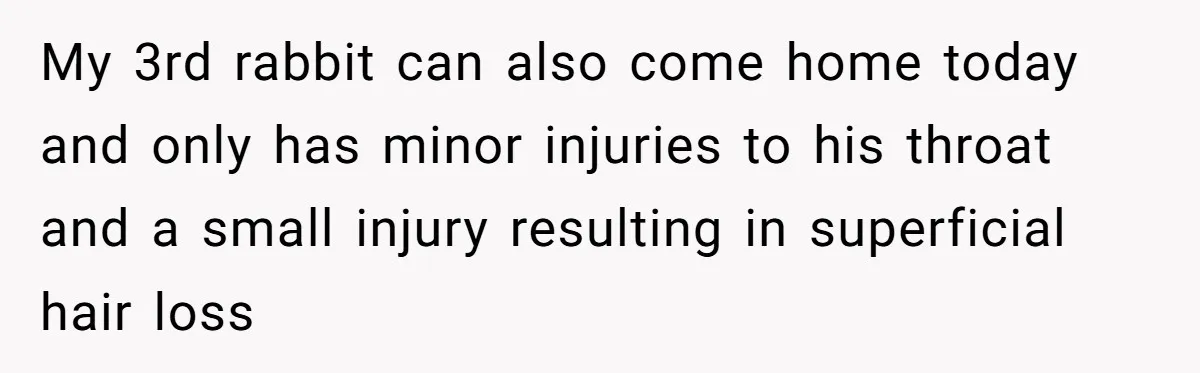 My 3rd rabbit can also come home today and only has minor injuries to his throat and a small injury resulting in superficial hair loss