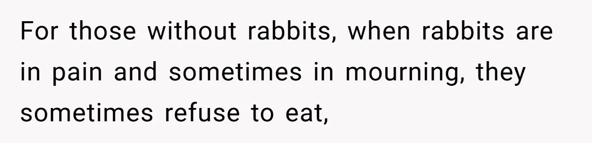 For those without rabbits, when rabbits are in pain and sometimes in mourning, they sometimes refuse to eat,