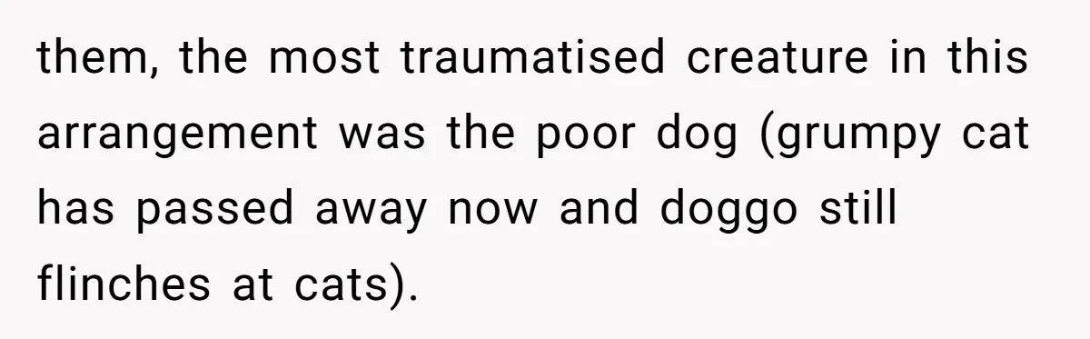 them, the most traumatised creature in this arrangement was the poor dog (grumpy cat has passed away now and doggo still flinches at cats).