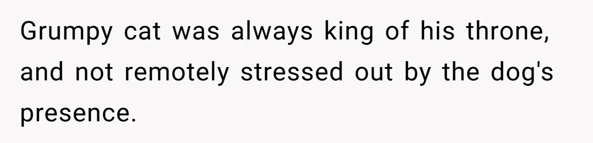 Grumpy cat was always king of his throne, and not remotely stressed out by the dog's presence.