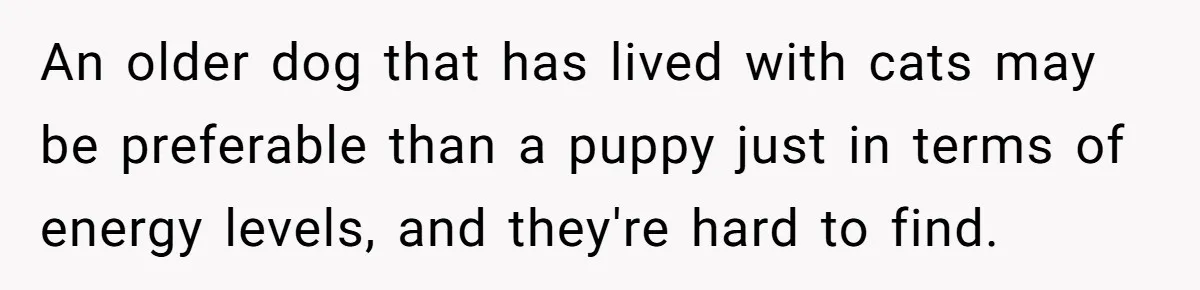 An older dog that has lived with cats may be preferable than a puppy just in terms of energy levels, and they're hard to find.