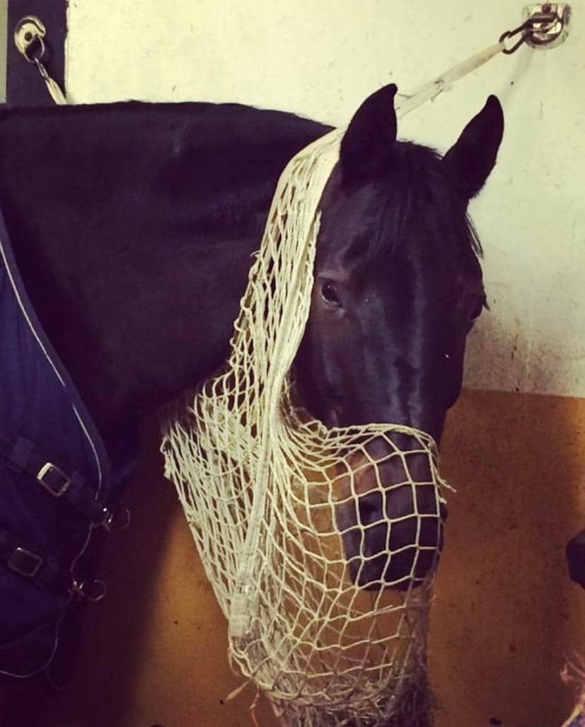 Man Tells Girlfriend To Sell Or Kill Her Horse To Prove She Loves Him