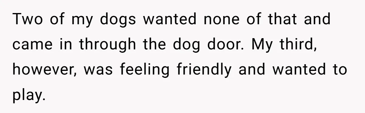 Two of my dogs wanted none of that and came in through the dog door. My third, however, was feeling friendly and wanted to play.