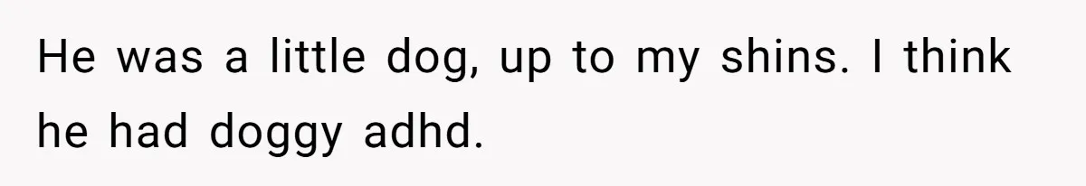 He was a little dog, up to my shins. I think he had doggy adhd.