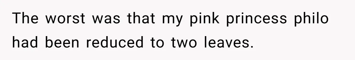The worst was that my pink princess philo had been reduced to two leaves.
