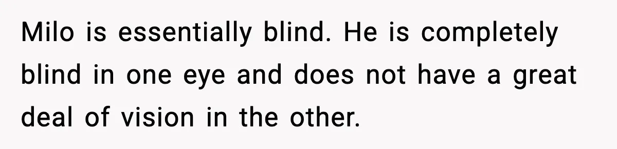 Milo is essentially blind. He is completely blind in one eye and does not have a great deal of vision in the other.