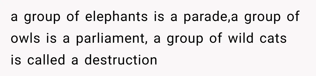 a group of elephants is a parade,a group of owls is a parliament, a group of wild cats is called a destruction