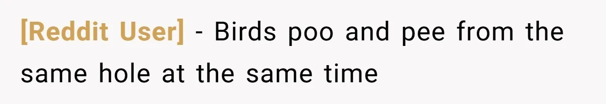 [Reddit User] − Birds poo and pee from the same hole at the same time