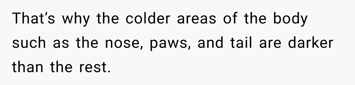 That’s why the colder areas of the body such as the nose, paws, and tail are darker than the rest.