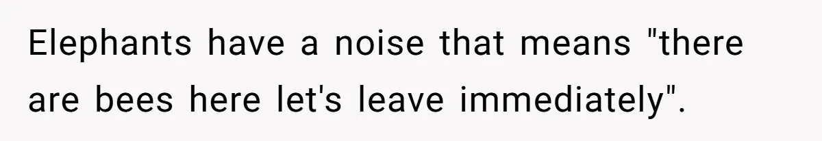 Elephants have a noise that means "there are bees here let's leave immediately".