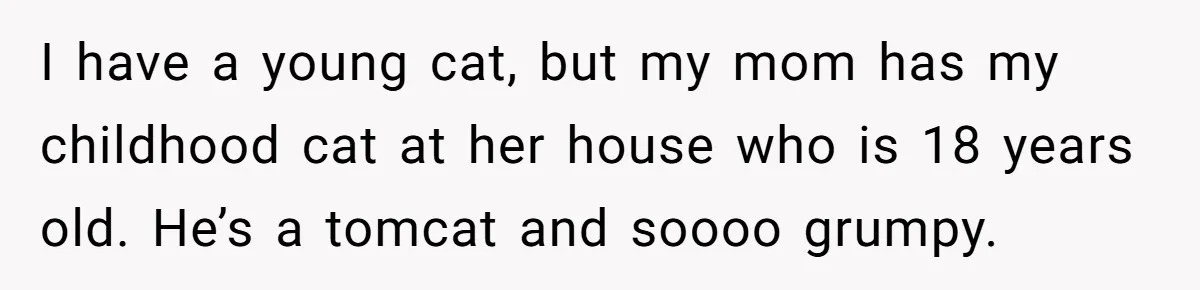 I have a young cat, but my mom has my childhood cat at her house who is 18 years old. He’s a tomcat and soooo grumpy.