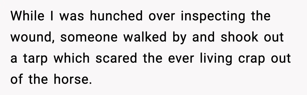 While I was hunched over inspecting the wound, someone walked by and shook out a tarp which scared the ever living crap out of the horse.