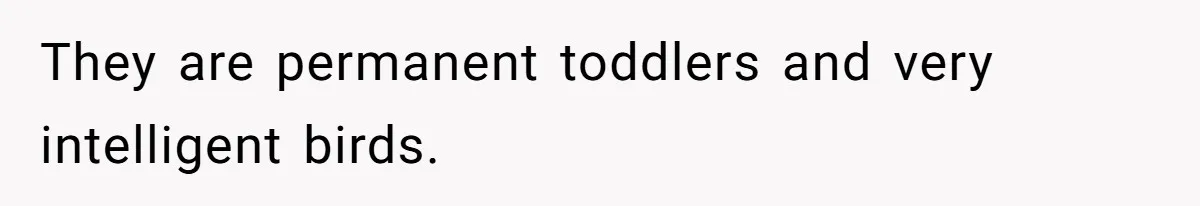 They are permanent toddlers and very intelligent birds.
