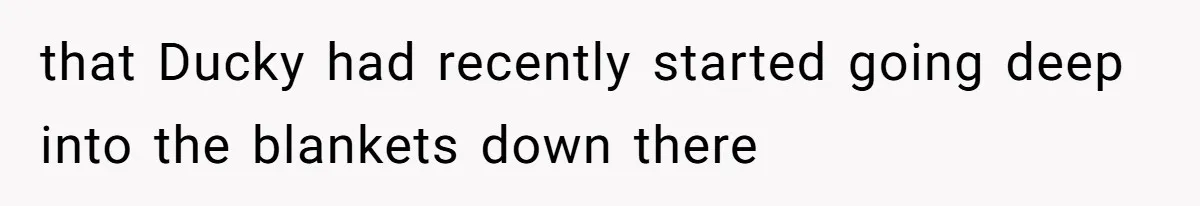 that Ducky had recently started going deep into the blankets down there