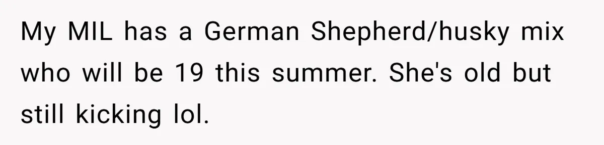 My MIL has a German Shepherd/husky mix who will be 19 this summer. She's old but still kicking lol.